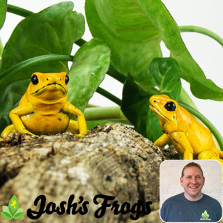 Ep 56: Dart Frogs with Josh Willard