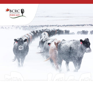 Episode 51: Six Tips for Managing Beef Cattle in Cold Weather