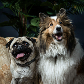 Of breeds and brains