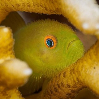 Facts: The Emerald Coral Goby