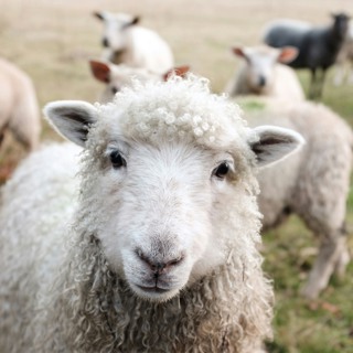 WHO IS SHEPHERDING YOU – Homily 11th Sunday in Ordinary Time - June 14, 2026