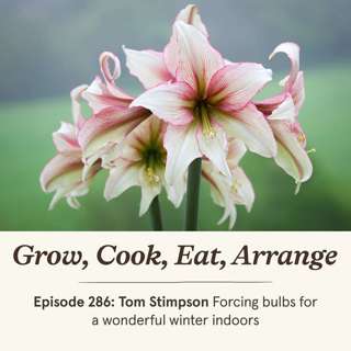 Tom Stimpson: Forcing bulbs for a wonderful winter indoors - Episode 286