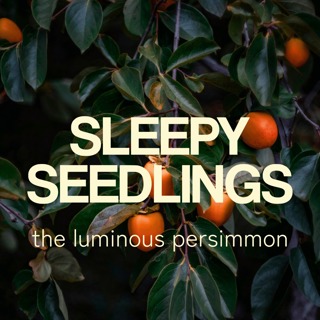 The Luminous Persimmon