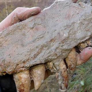Skånes urgamla köttätande dinosaurier - och oceanisk natur i Jämtland