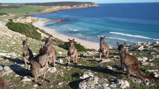 Ep. 323 - Kangaroo Island