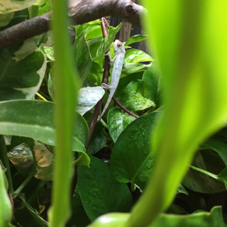 115: Maintaining Your Chameleon Cage