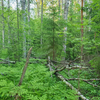Old Birch Forest