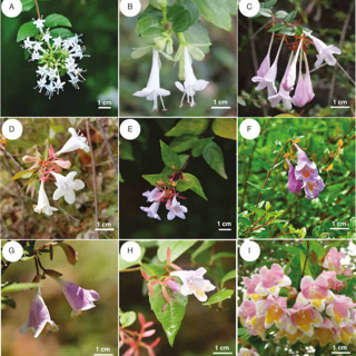 Phylogenomic analyses of the East Asian endemic Abelia