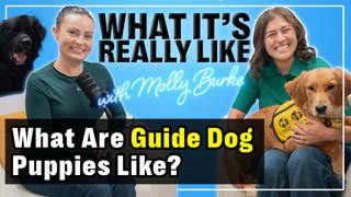 What It's Really Like Being A Guide Dog Puppy Raiser