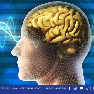 Drogues synthétiques : quels effets sur le cerveau et le comportement ?