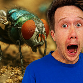 ATTACK OF THE SCREWWORMS: Meet Natureâs Flesh Eating FliesđȘ°đ§