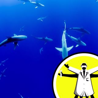 Secret Lives of Sharks