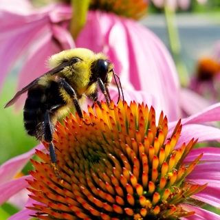 A Conversation with the Co-Hosts of the Native Plants, Healthy Planet Podcast