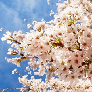 National Tree Week