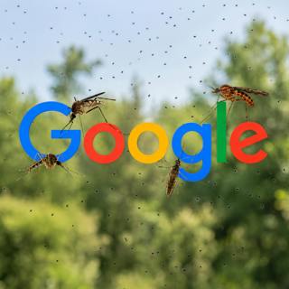 Evening Wire: Why Google Wants to Release 32 Million Mosquitoes & Tulsi’s Replacement Tapped | 6.2.26
