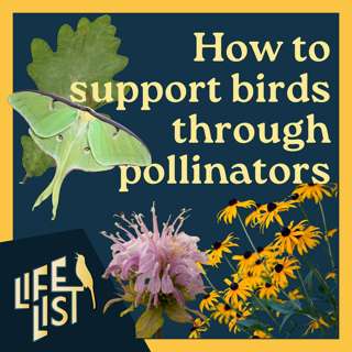 Pollinators for birds: Tips and traps with Doug Tallamy