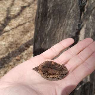 Episode 16: Amanda Weise Research Botanist with the Minnesota Landscape Arboretum, Non-Orthodox Plant Species, Butternuts (Juglans cinerea), Rhodiola (rosea and integrifolia, Disjunct Plant Species