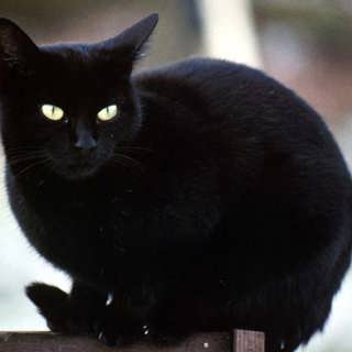 Hur kom katten in i kraftuttryck?