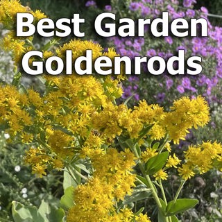 Best Goldenrods for Home Gardens: Mount Cuba Trial Results Tell All
