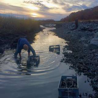 Oysters & Ocean Restoration w/ CORR Shell Recycling & Leetes Island Oysters