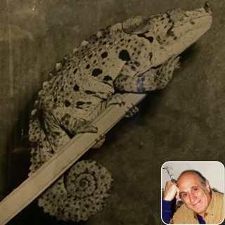 Ep 34: History of Modern Chameleon Husbandry with Philippe De Vosjoli