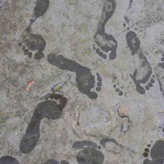 56. Ammonsien perhe