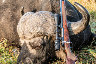 Cape Buffalo I've Seen Killed