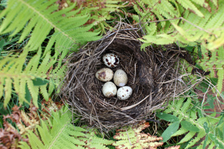 Audio Article: How to Help Wild Baby Birds