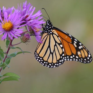 Diversity Matters When Gardening for Monarchs