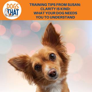 Training Tips From Susan: Clarity is Kind: What Your Dog Needs You To Understand