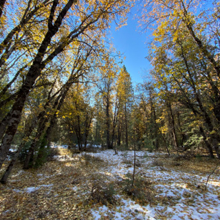 119: Blustery Autumn Day Beneath California Black Oaks