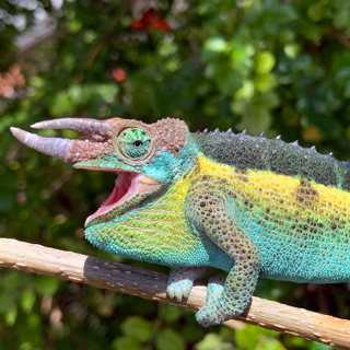 Getting a Jackson's Chameleon