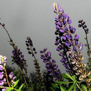 Lupinerna tar över