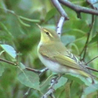 Samtal om grönsångaren, P2-fågeln