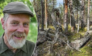 Naturpodden: Ola Engelmark berättar om sitt liv med skogen
