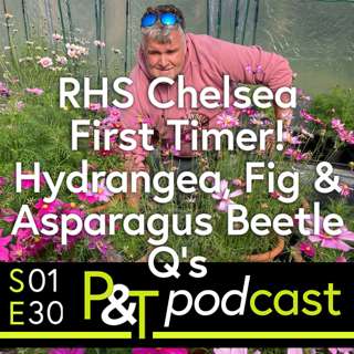 RHS Chelsea Flower Show First Timer! Hydrangea, Asparagus Beetle & Fig Q's