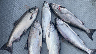 40 Square Miles Of Salmon Fishing!!