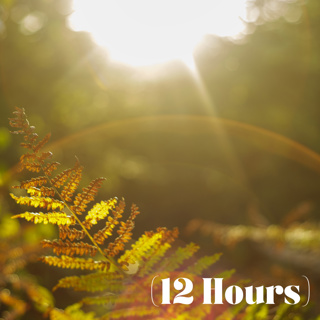 Rain-Kissed Morning in the Forest | Sleep Sound (12 Hours)