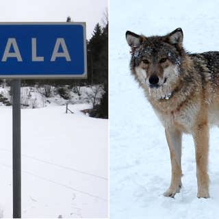 När vargen kom till Riala