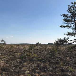 Store Mosses vidder, den nordligaste tranan och koll på berguven