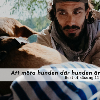 Att möta hunden där hunden är - Best of säsong 11