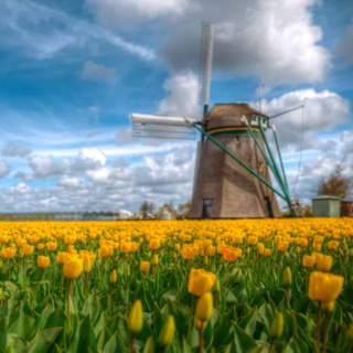 Dutch Scientists Learn How to Get Better Botanical Data from the Public