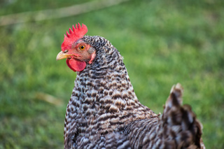 Ep. 102 The Right Chickens for You