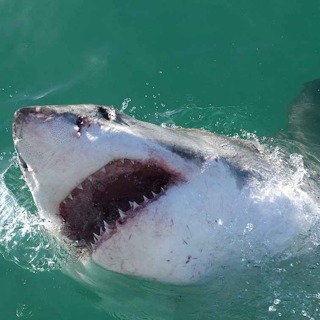A Terrifying Shark Attack in Australia - The Story of Rodney Fox (1963)