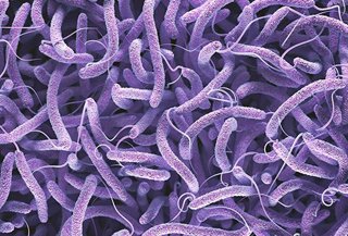 Podcast 566: The Cholera Pandemic