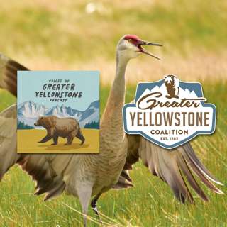 Sandhill Cranes: Greater Yellowstone's Modern Dinosaurs