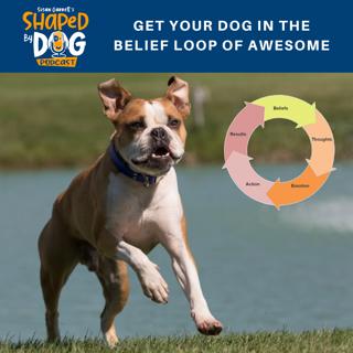 Get Your Dog in the Belief Loop of Awesome #8