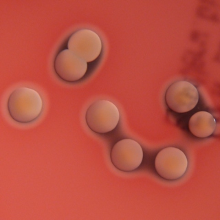 TWiM #100: Omnis cellula e cellula