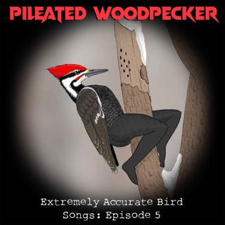 Pileated Woodpecker
