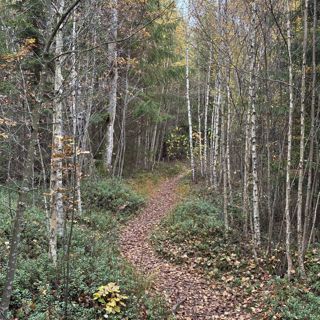 Restaurera skogen